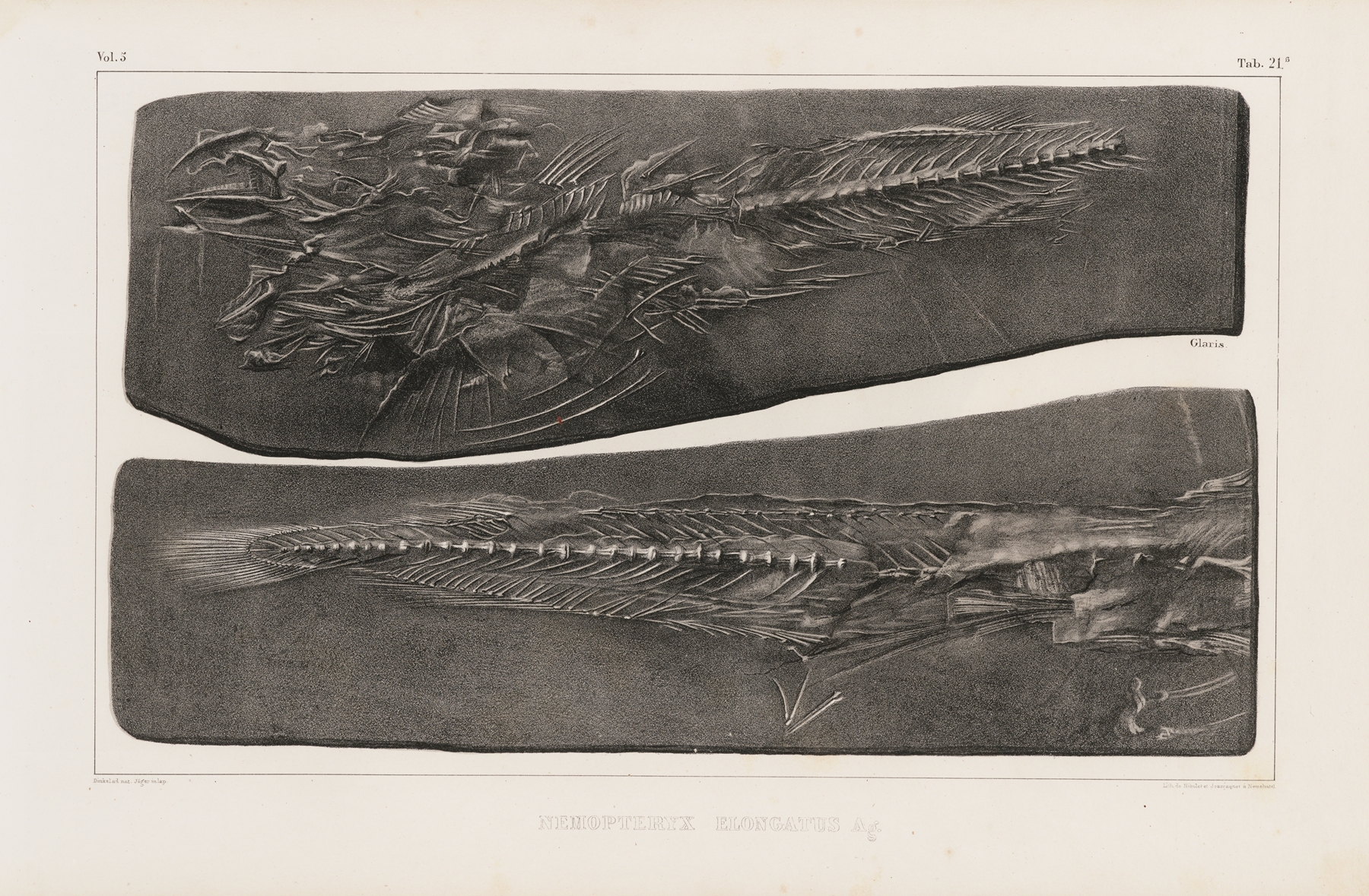 Recherches sur les poissons fossiles Pl.036 by Louis Agassiz