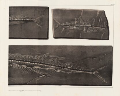 Recherches sur les poissons fossiles Pl.054 by Louis Agassiz