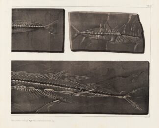Recherches sur les poissons fossiles Pl.054 by Louis Agassiz