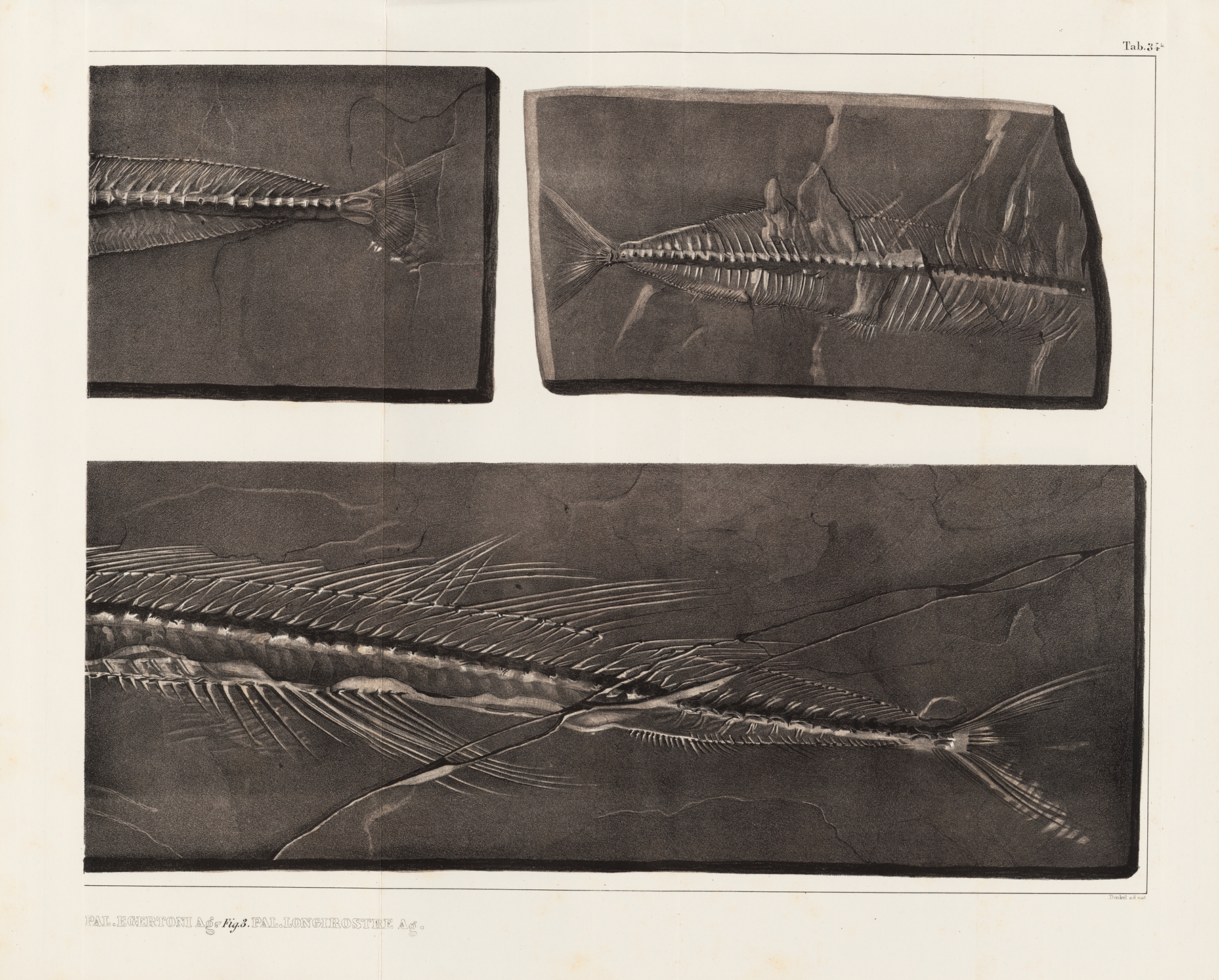 Recherches sur les poissons fossiles Pl.054 by Louis Agassiz