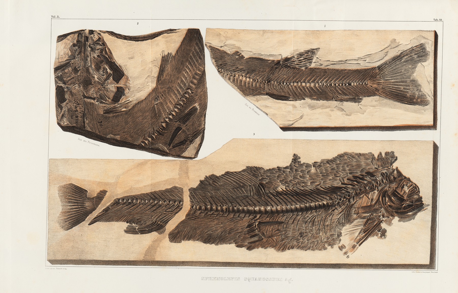 Recherches sur les poissons fossiles Pl.067 by Louis Agassiz