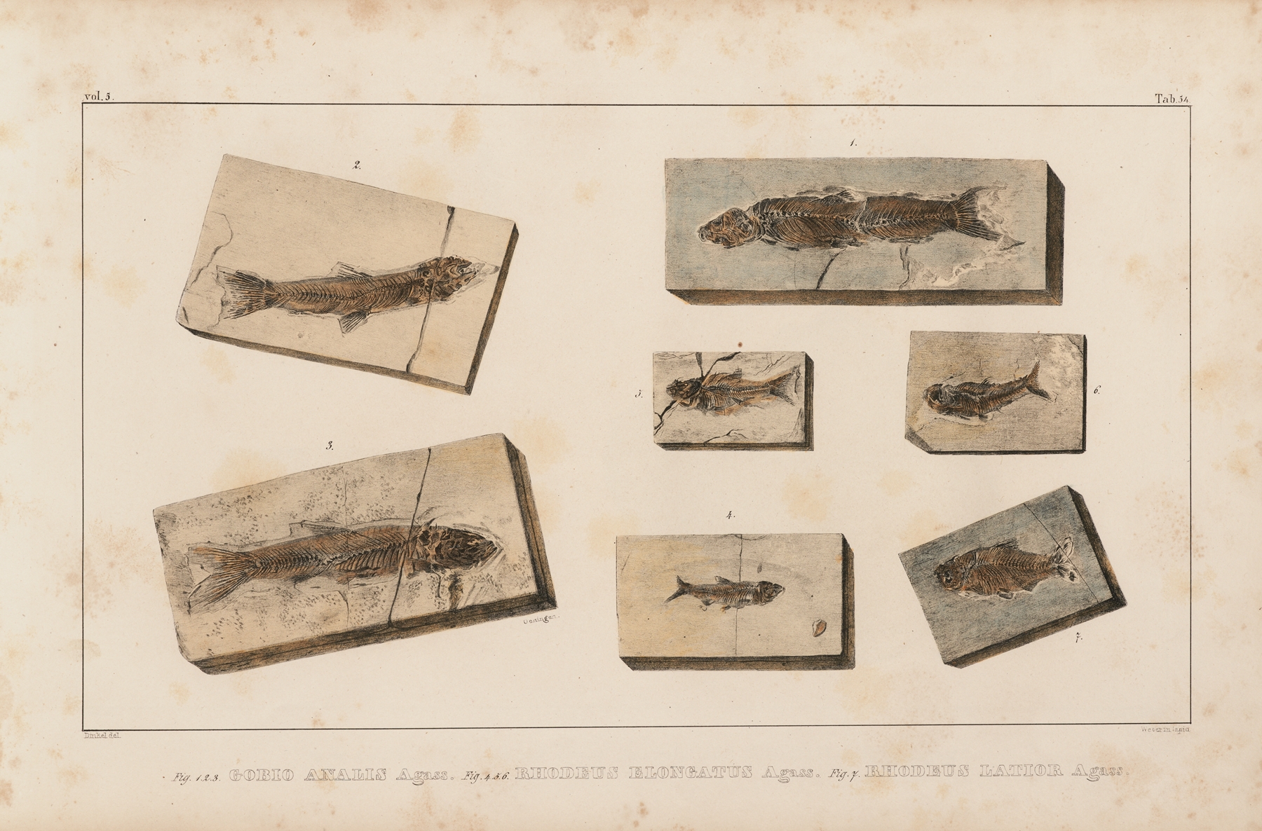 Recherches sur les poissons fossiles Pl.078 by Louis Agassiz