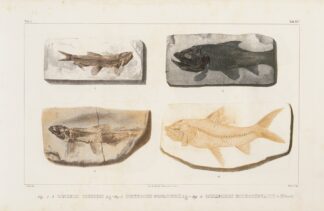 Recherches sur les poissons fossiles Pl.088 by Louis Agassiz