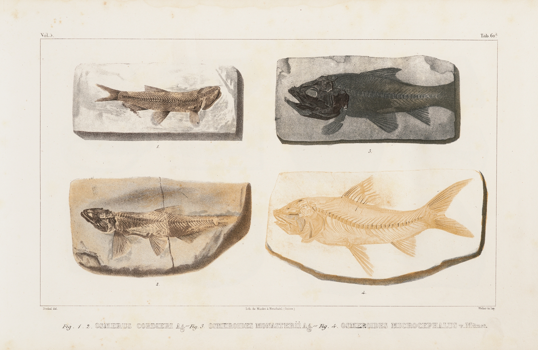 Recherches sur les poissons fossiles Pl.088 by Louis Agassiz