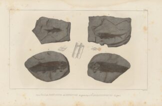 Recherches sur les poissons fossiles Pl.134 by Louis Agassiz