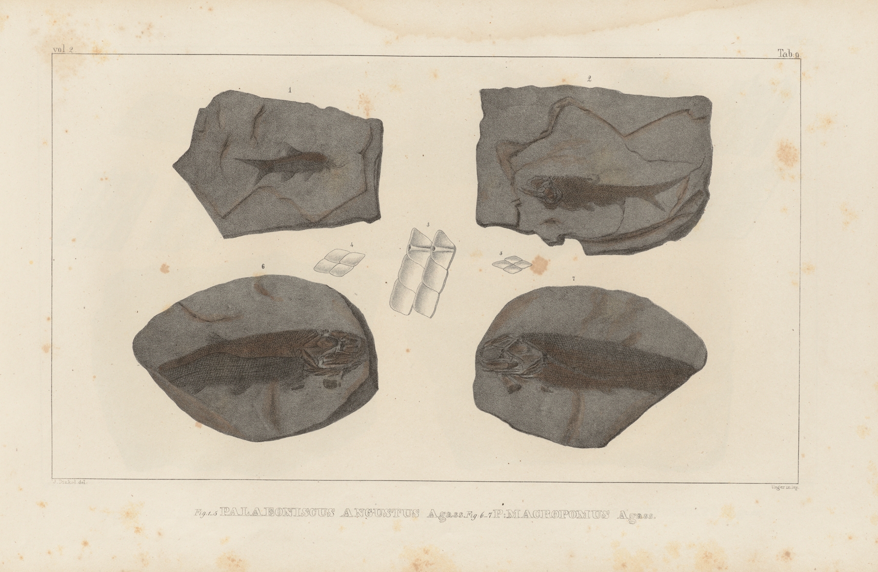 Recherches sur les poissons fossiles Pl.134 by Louis Agassiz