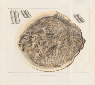 Recherches sur les poissons fossiles Pl.166 by Louis Agassiz