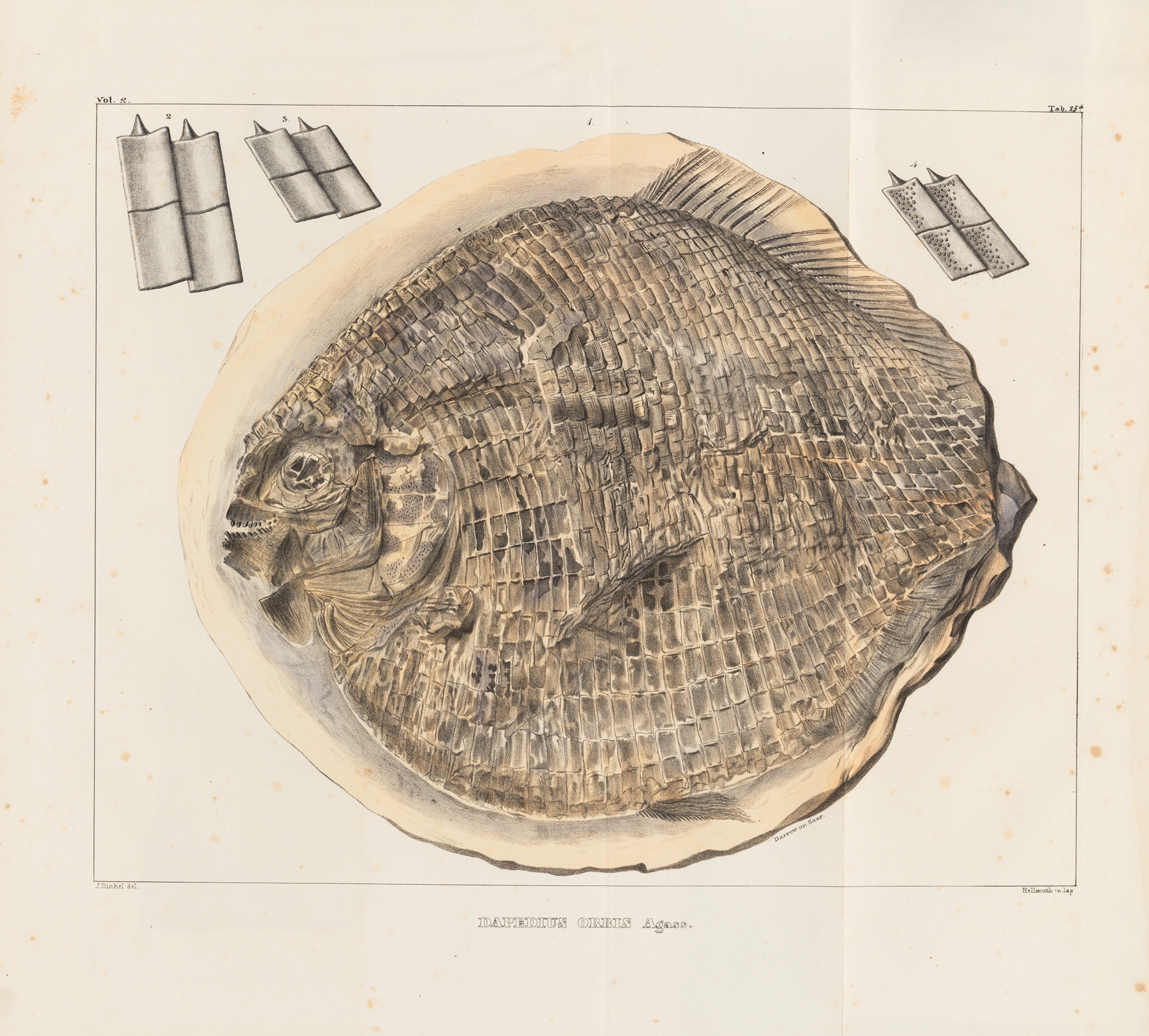 Recherches sur les poissons fossiles Pl.166 by Louis Agassiz