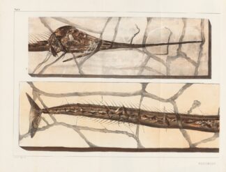 Recherches sur les poissons fossiles Pl.198 by Louis Agassiz