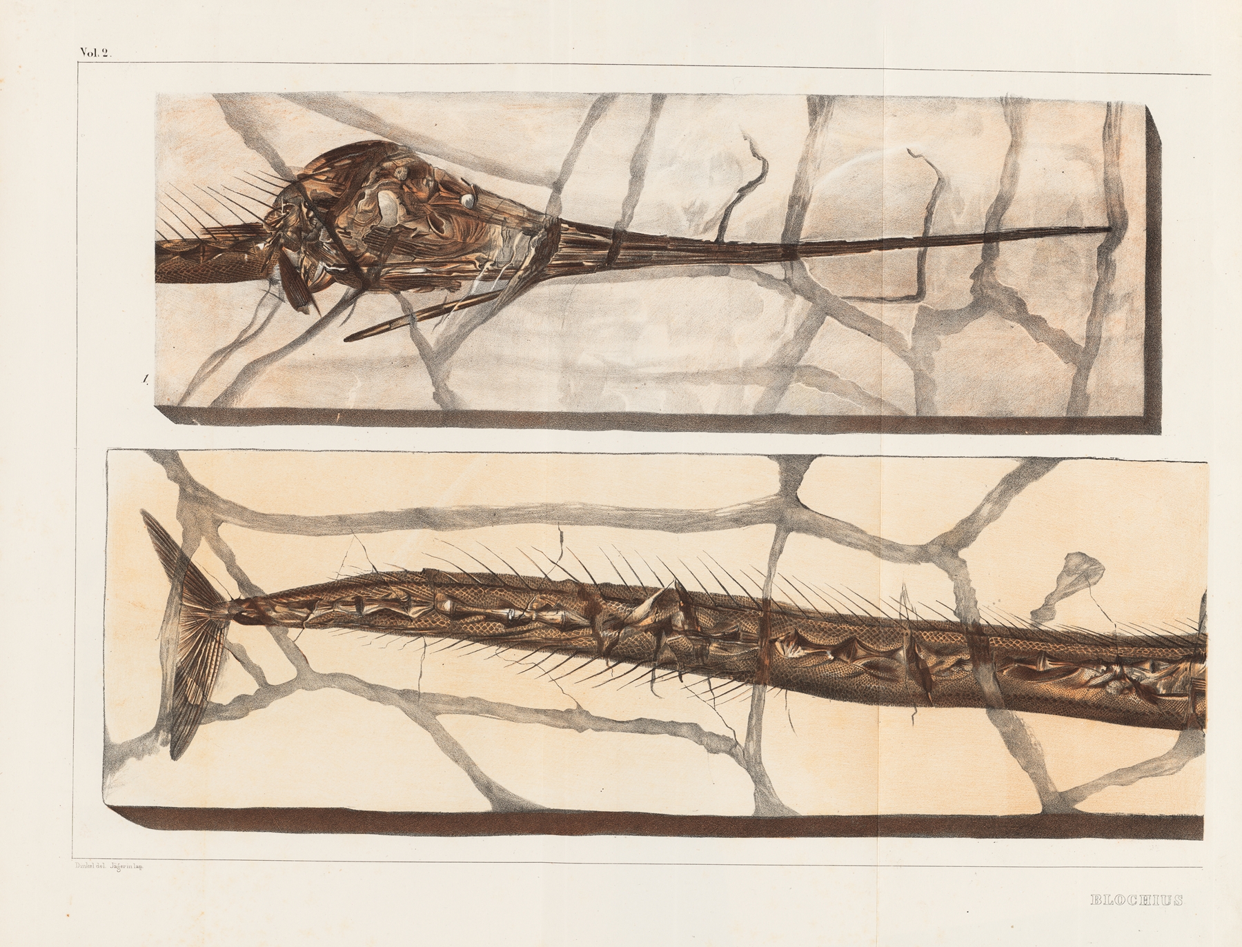 Recherches sur les poissons fossiles Pl.198 by Louis Agassiz