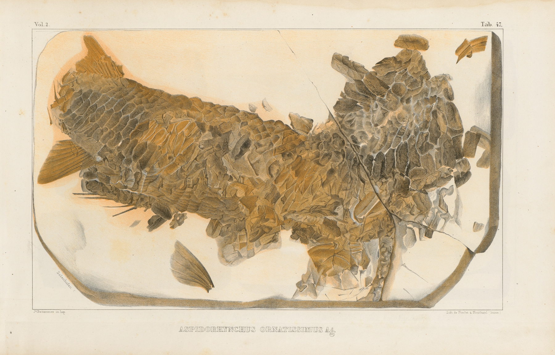 Recherches sur les poissons fossiles Pl.202 by Louis Agassiz