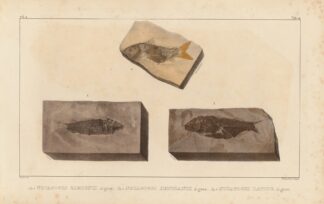 Recherches sur les poissons fossiles Pl.205 by Louis Agassiz