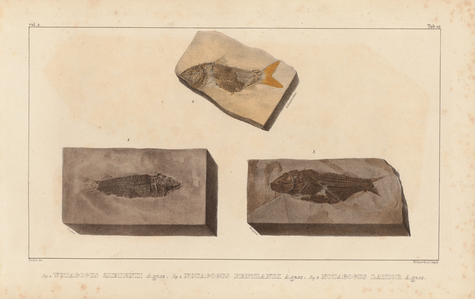 Recherches sur les poissons fossiles Pl.205 by Louis Agassiz