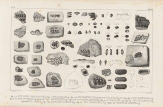 Recherches sur les poissons fossiles Pl.249 by Louis Agassiz