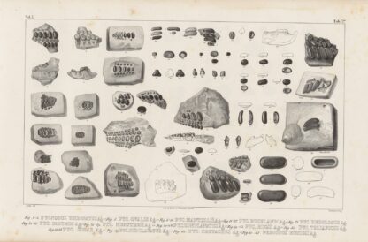 Recherches sur les poissons fossiles Pl.249 by Louis Agassiz