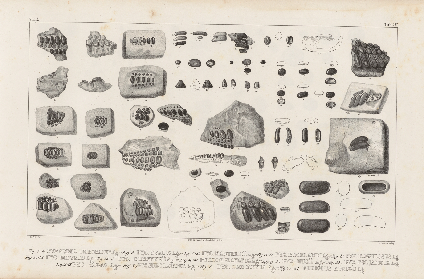 Recherches sur les poissons fossiles Pl.249 by Louis Agassiz