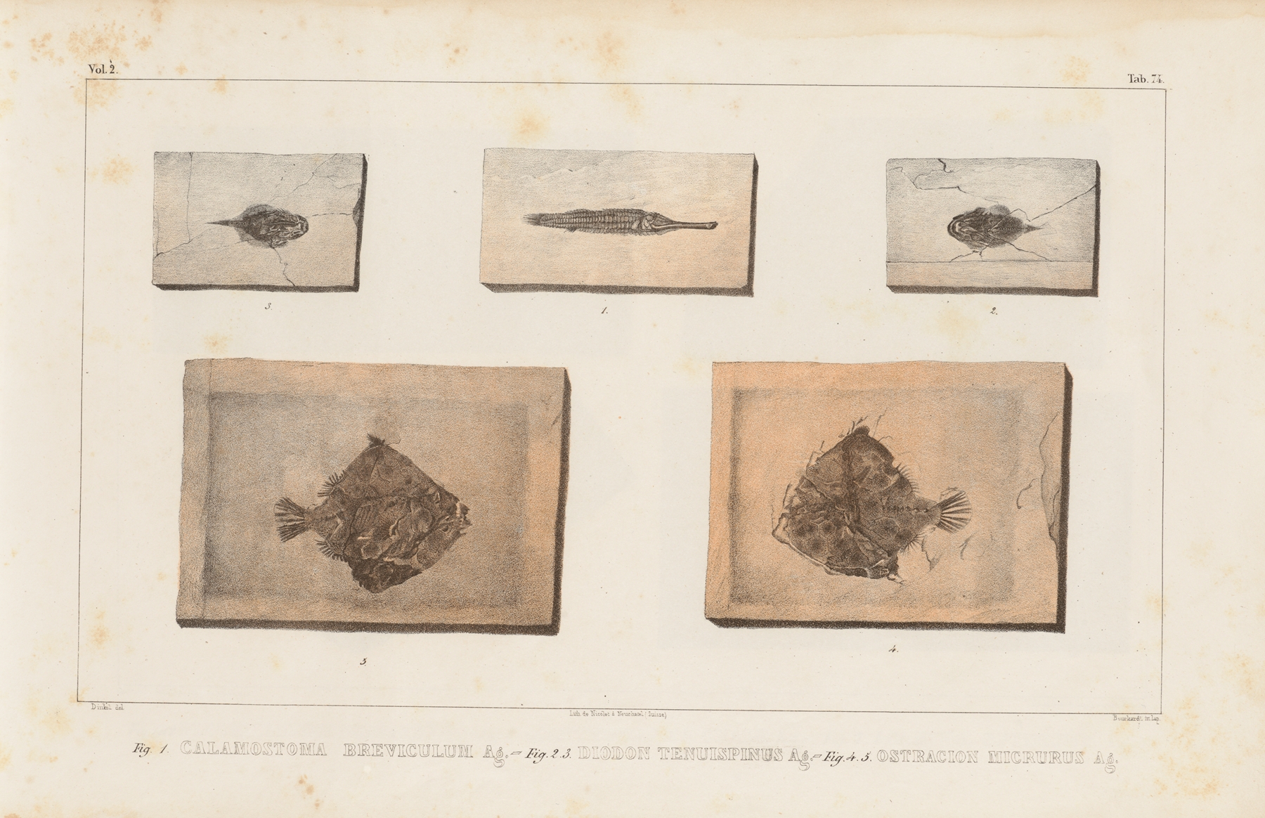 Recherches sur les poissons fossiles Pl.251 by Louis Agassiz