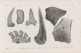 Recherches sur les poissons fossiles Pl.269 by Louis Agassiz