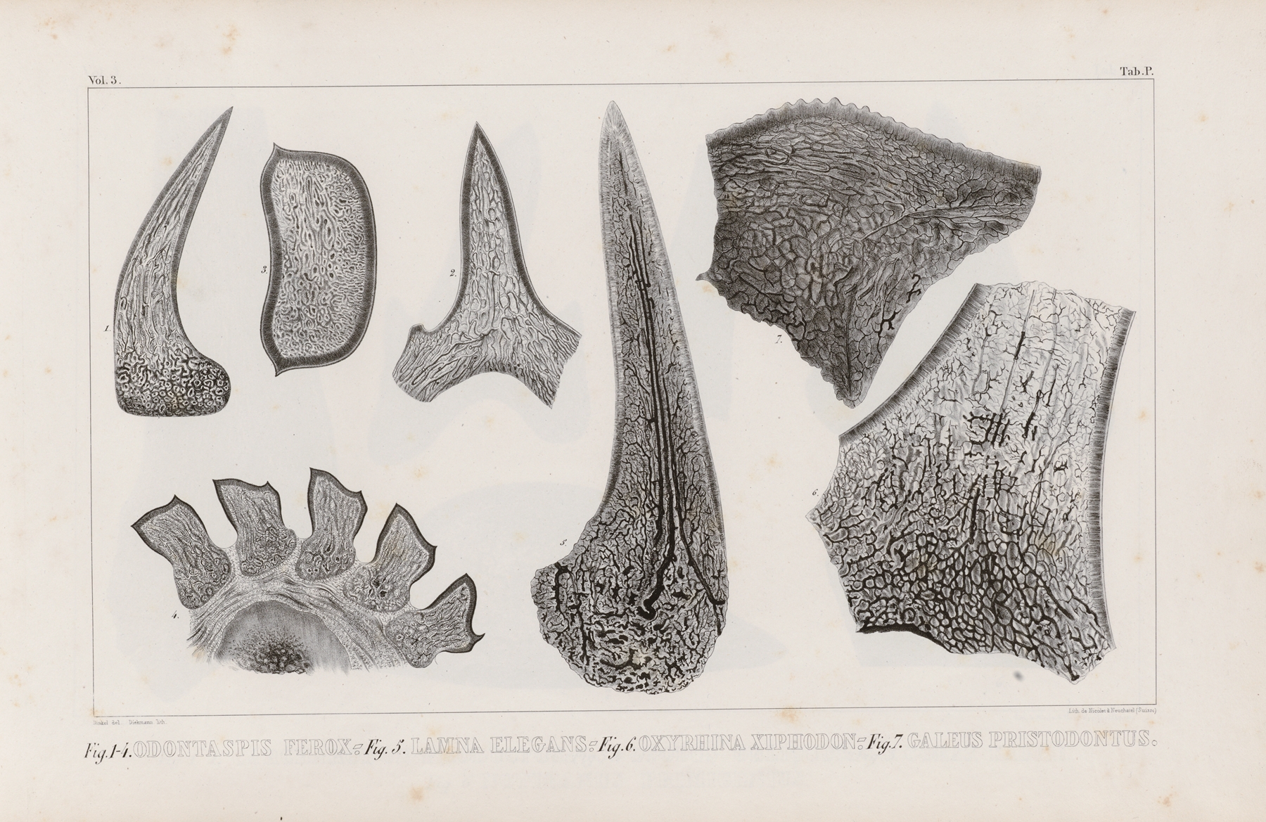 Recherches sur les poissons fossiles Pl.269 by Louis Agassiz