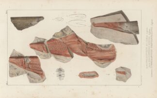 Recherches sur les poissons fossiles Pl.276 by Louis Agassiz