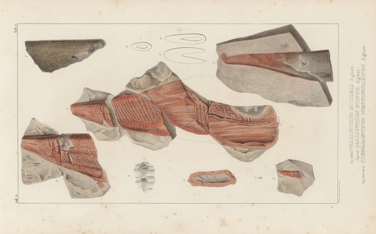 Recherches sur les poissons fossiles Pl.276 by Louis Agassiz