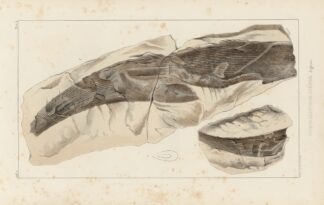 Recherches sur les poissons fossiles Pl.277 by Louis Agassiz