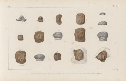 Recherches sur les poissons fossiles Pl.304 by Louis Agassiz