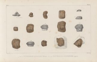 Recherches sur les poissons fossiles Pl.304 by Louis Agassiz