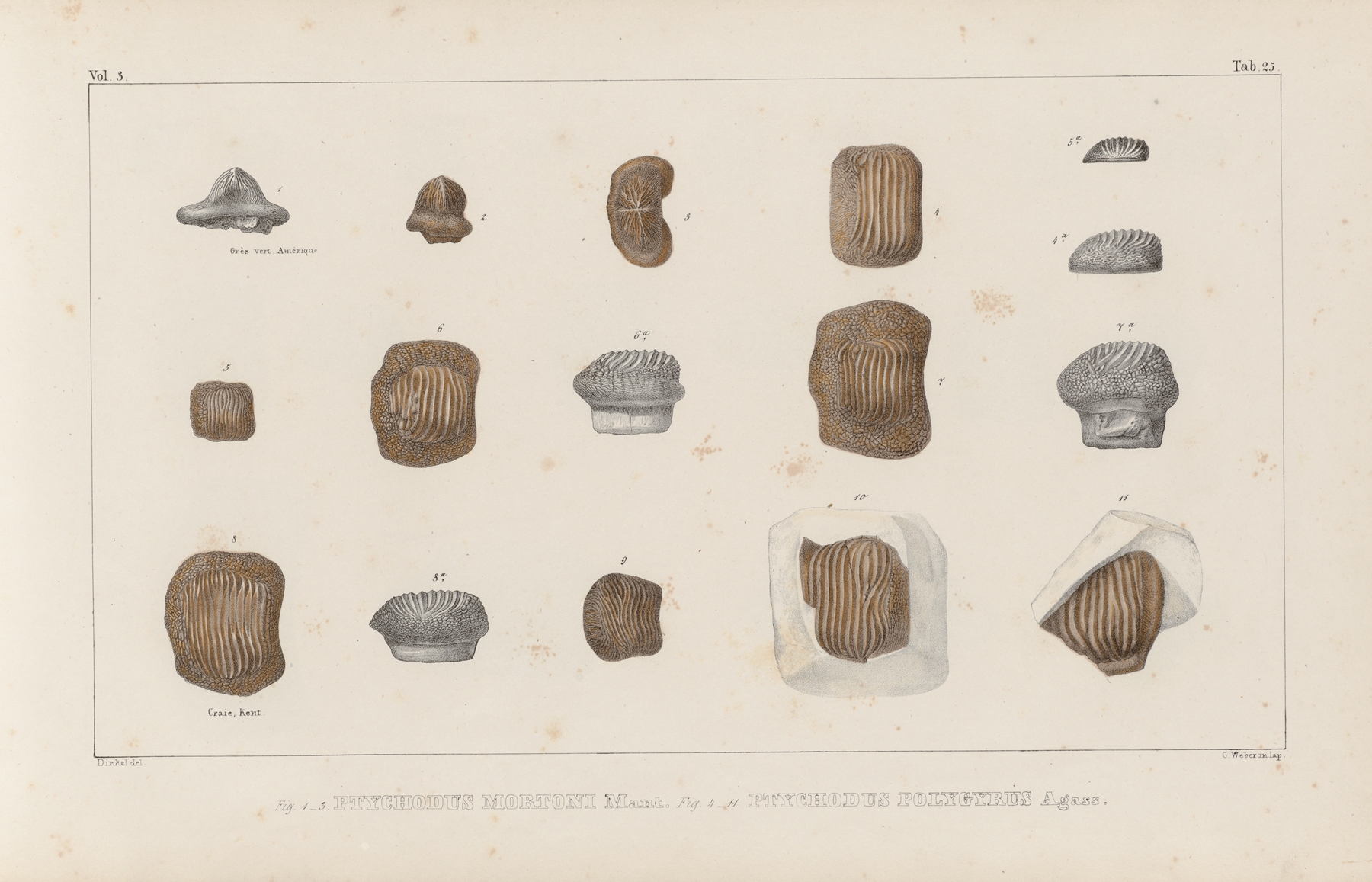 Recherches sur les poissons fossiles Pl.304 by Louis Agassiz