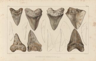 Recherches sur les poissons fossiles Pl.311 by Louis Agassiz