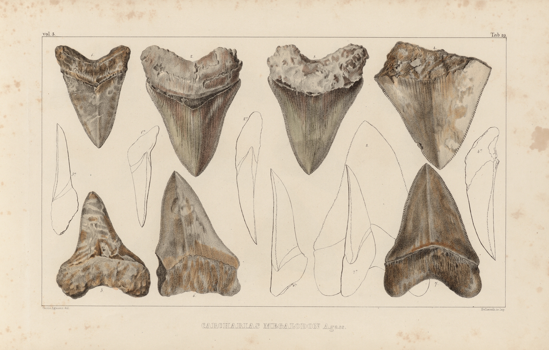 Recherches sur les poissons fossiles Pl.311 by Louis Agassiz