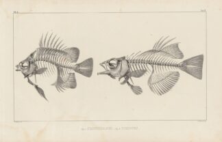 Recherches sur les poissons fossiles Pl.343 by Louis Agassiz