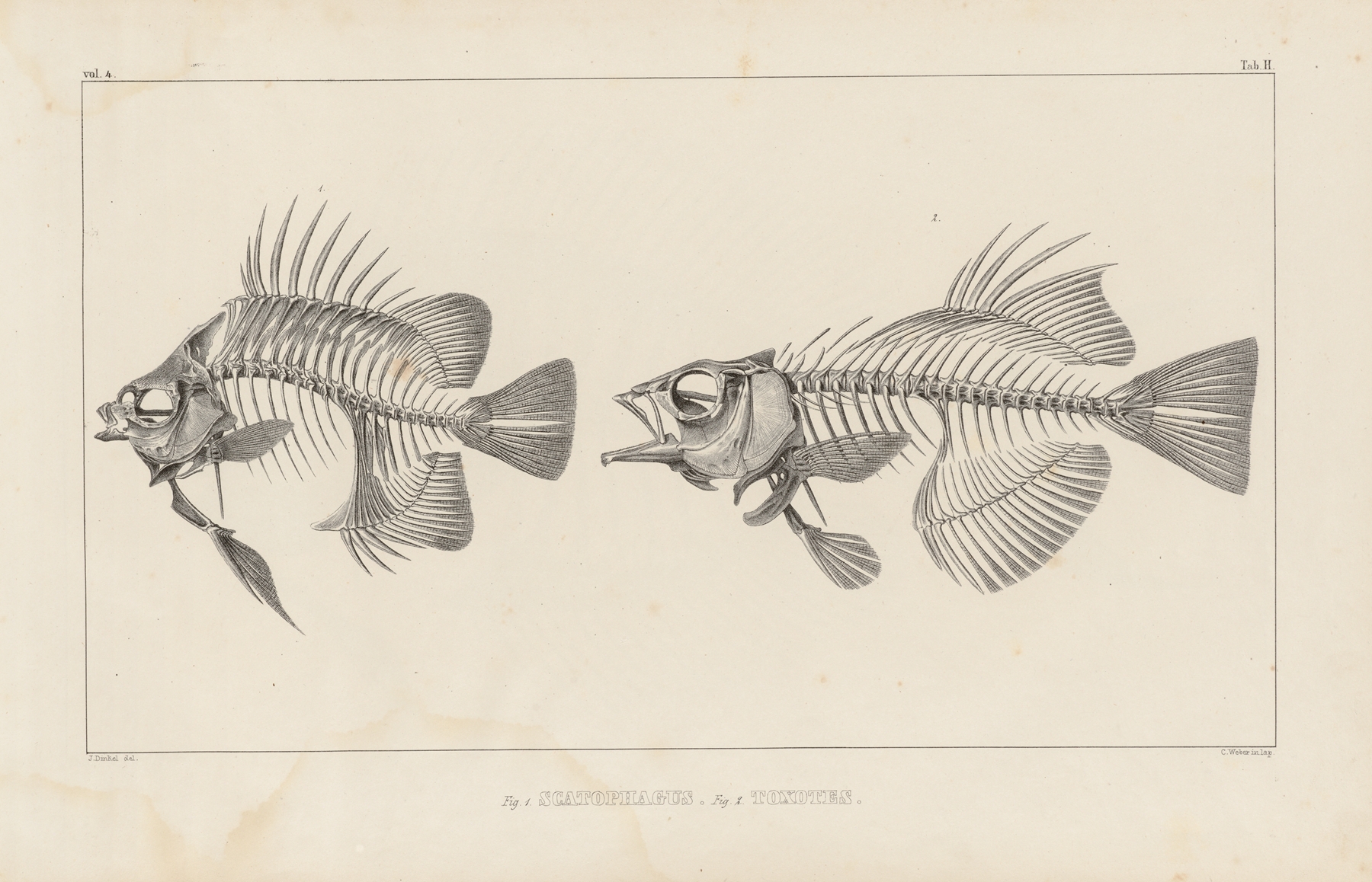 Recherches sur les poissons fossiles Pl.343 by Louis Agassiz