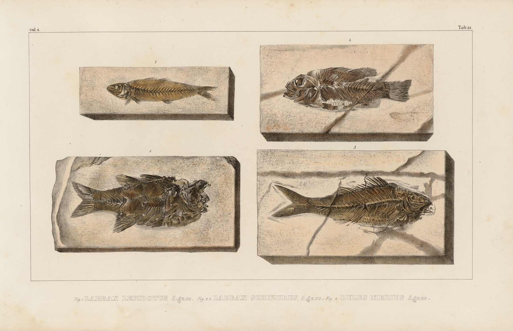 Recherches sur les poissons fossiles Pl.360 by Louis Agassiz