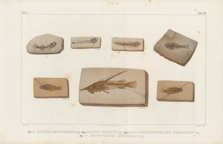 Recherches sur les poissons fossiles Pl.382 by Louis Agassiz