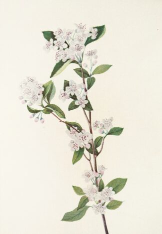 Red Chokeberry by Mary Vaux Walcott