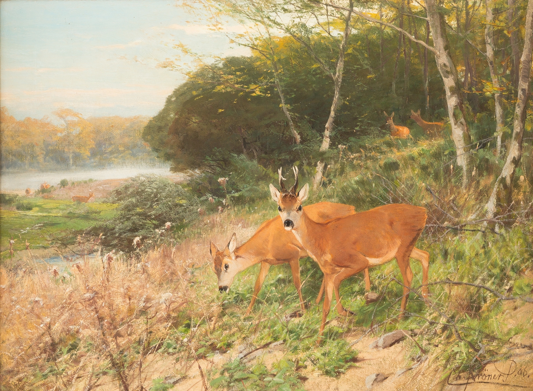 Red deer on a forest clearing by Christian Kröner