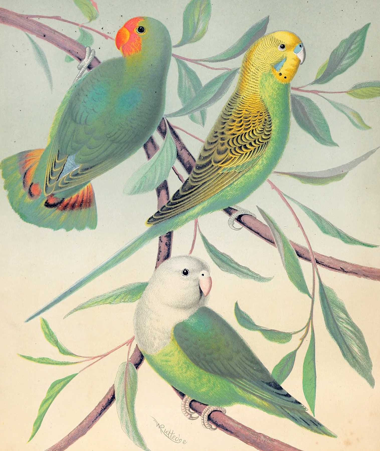 Red-Headed Love-Bird, Grass Parakeet, Madagascar Love-Bird by W. A . Blakston