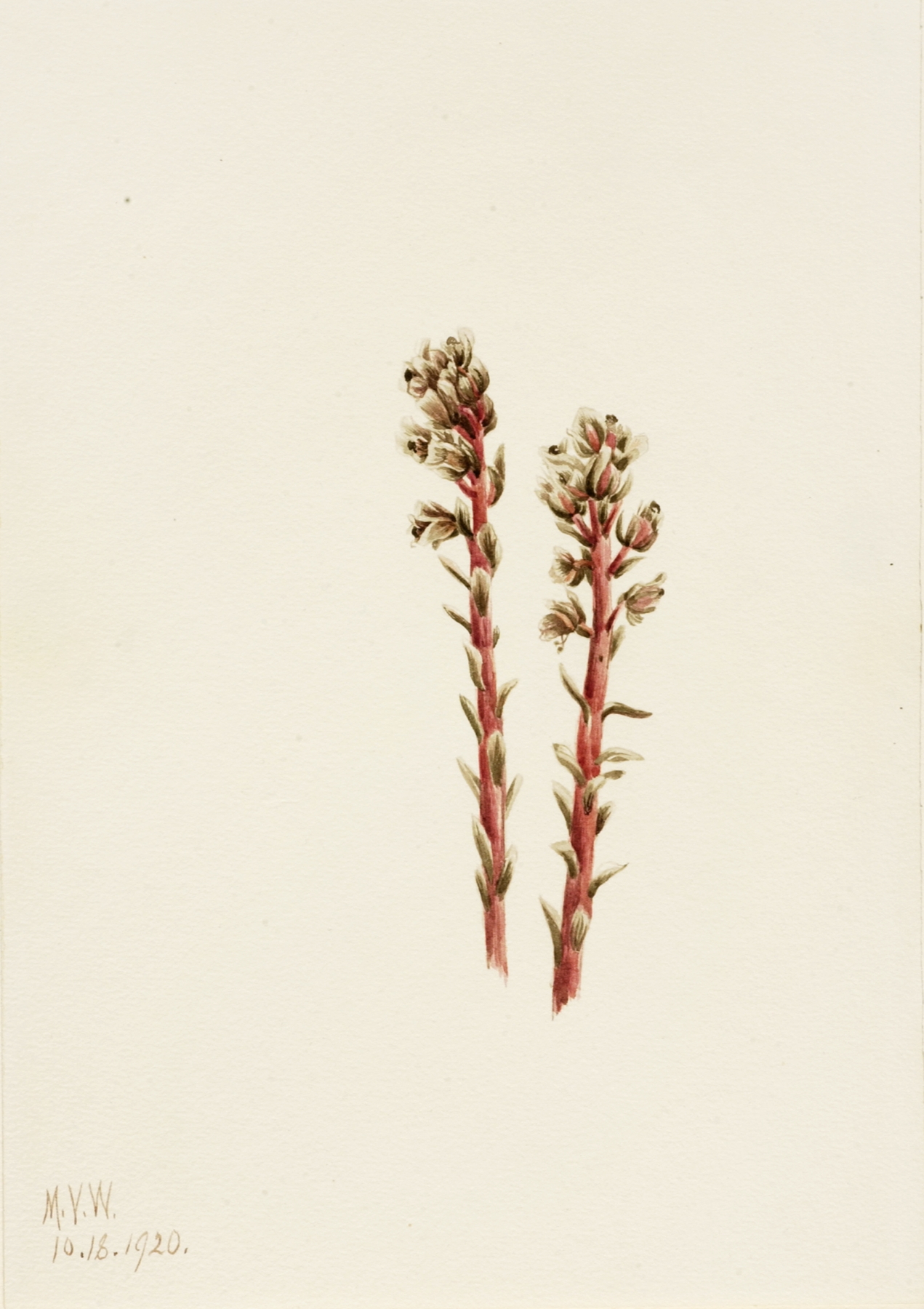Red Pinesap by Mary Vaux Walcott