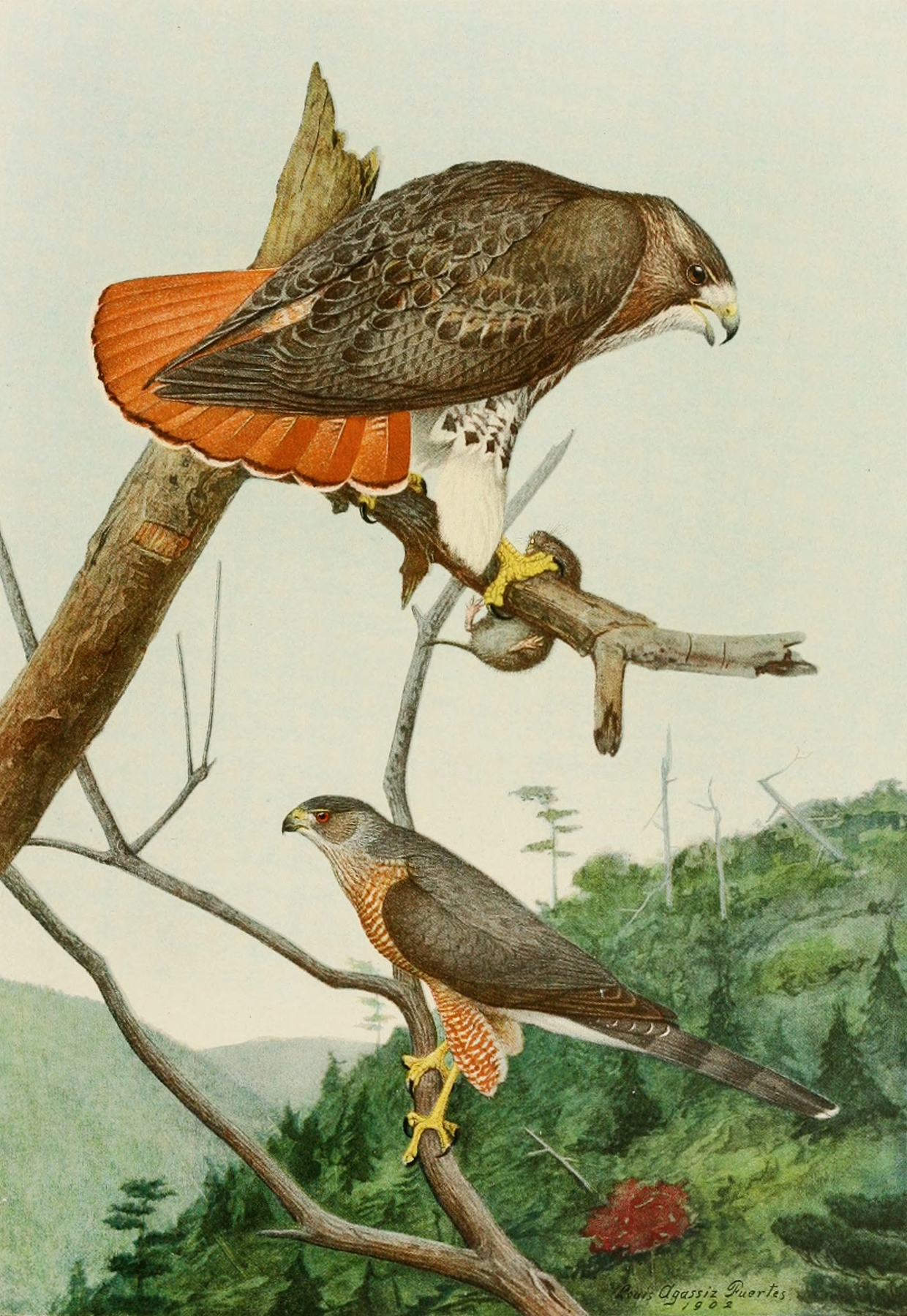 Red-Tailed Hawk,Cooper’s Hawk by Louis Agassiz Fuertes