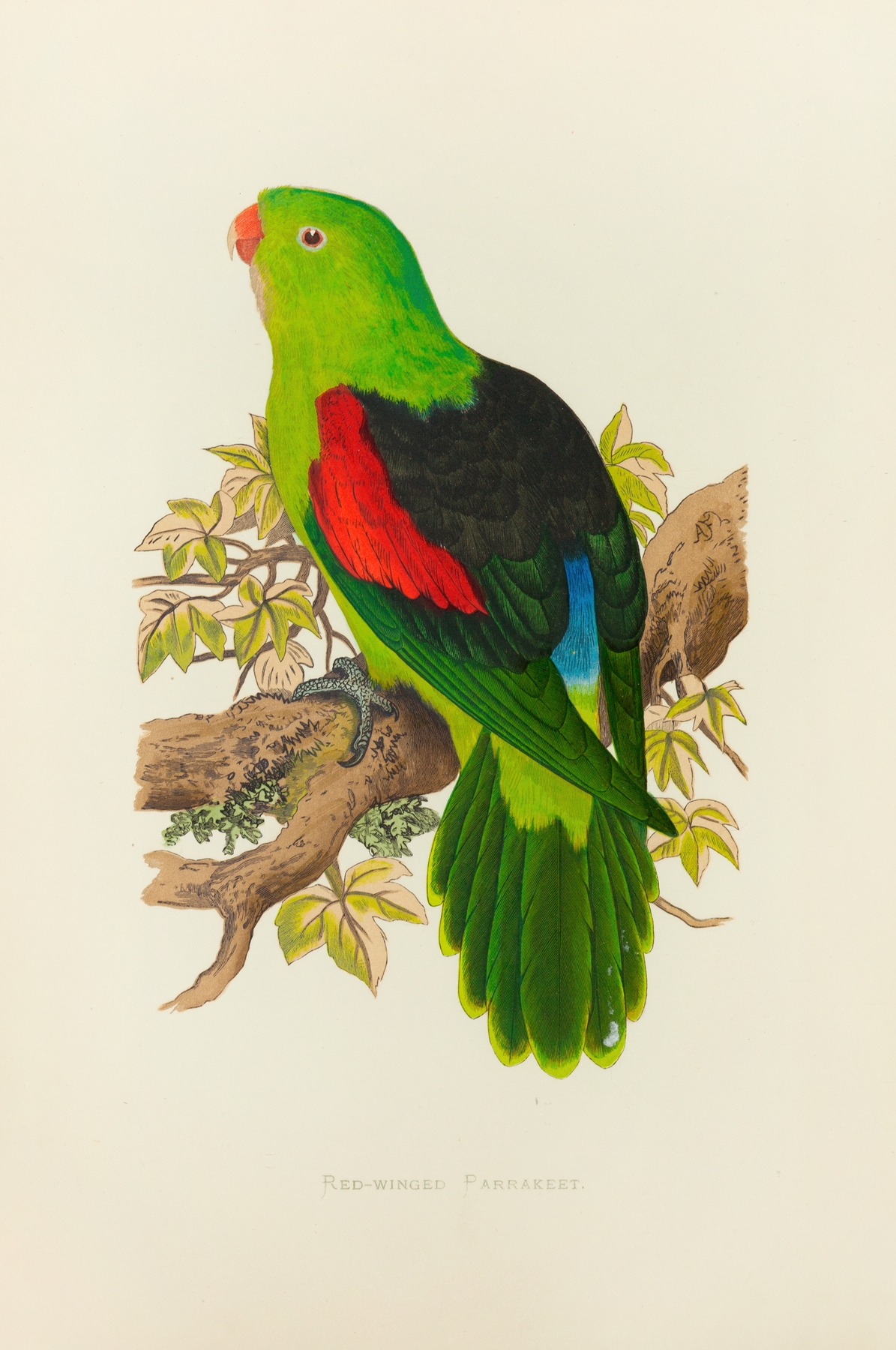 Red-Winged Parrakeet by Alexander Francis Lydon