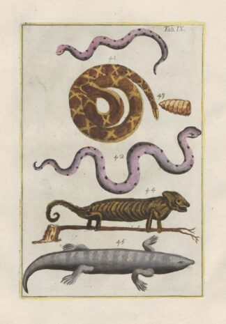 Rerum naturalium historia nempe quadrupedum Pl.09 by Filippo Buonanni
