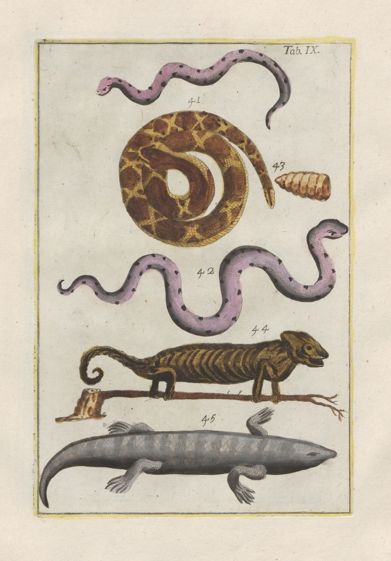 Rerum naturalium historia nempe quadrupedum Pl.09 by Filippo Buonanni