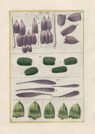 Rerum naturalium historia nempe quadrupedum Pl.19 by Filippo Buonanni