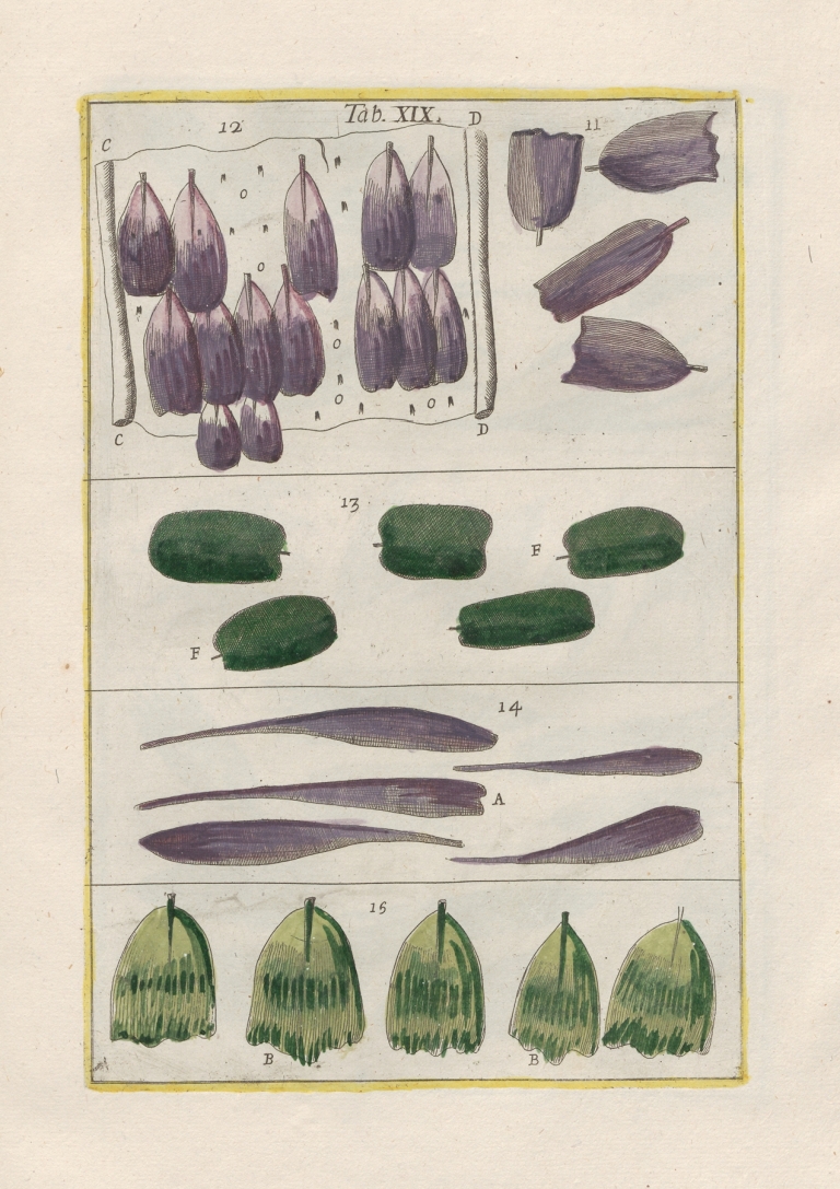 Rerum naturalium historia nempe quadrupedum Pl.19 by Filippo Buonanni