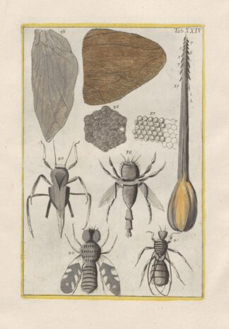 Rerum naturalium historia nempe quadrupedum Pl.24 by Filippo Buonanni