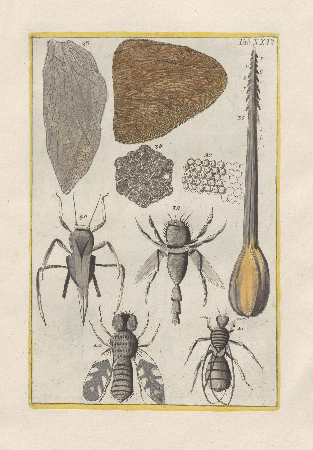 Rerum naturalium historia nempe quadrupedum Pl.24 by Filippo Buonanni