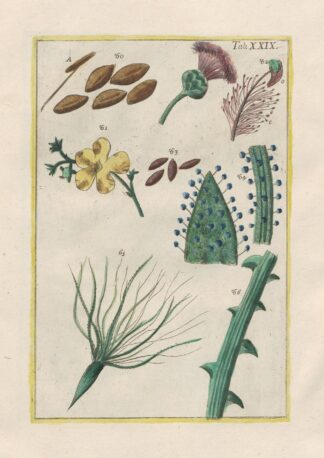 Rerum naturalium historia nempe quadrupedum Pl.29 by Filippo Buonanni
