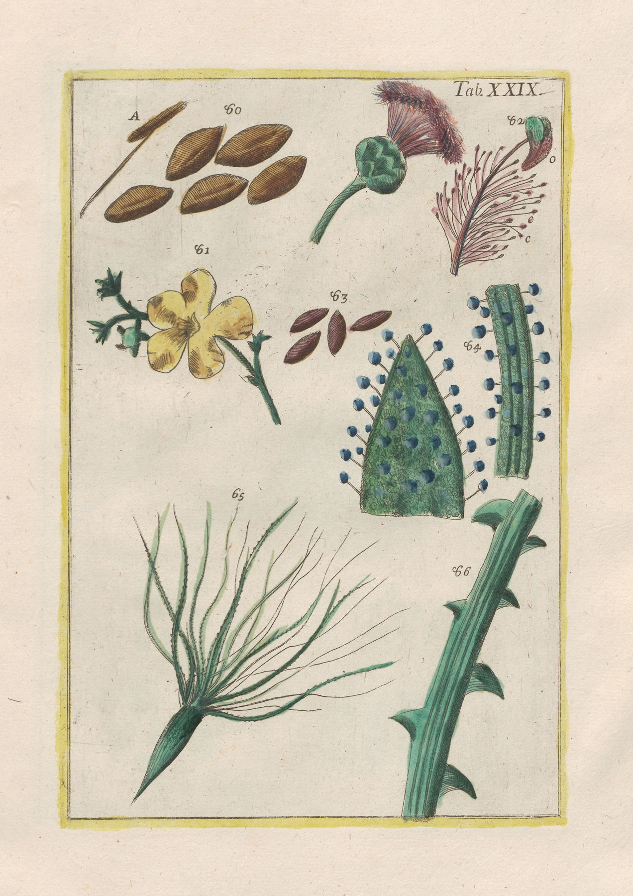 Rerum naturalium historia nempe quadrupedum Pl.29 by Filippo Buonanni