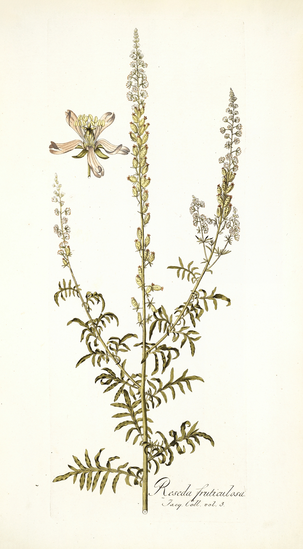 Reseda fruticolosa by Nikolaus Joseph Freiherr von Jacquin